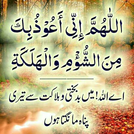 🌹🌹🌹صلی اللہ علی حبیبہ محمد نور من نوراللہ وعلی آلہ واہل بیتہ وعترتہ وازواجہ وصحبہ وجدہ وذریتہ و کل امتہ وبارک وسلم کثیراً کثیرا و دائماً ابدا 🌹🌹🌹