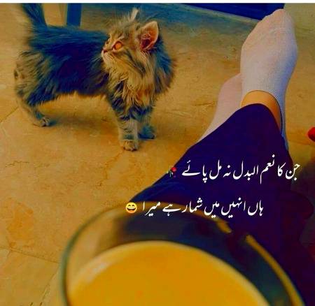 Cat ki baat nhin kar rahy 😇