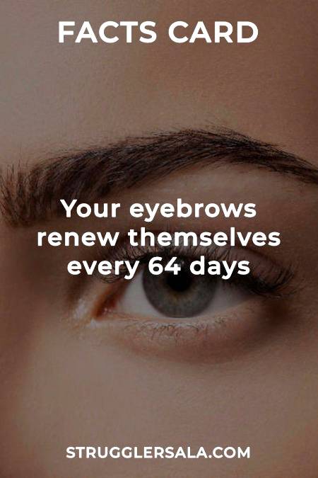 Do you know that about your eyebrows