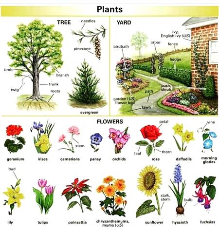 Plants ....