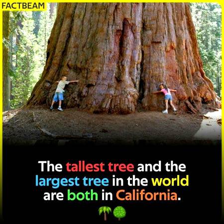 WORD'S TOLLEST TREE...