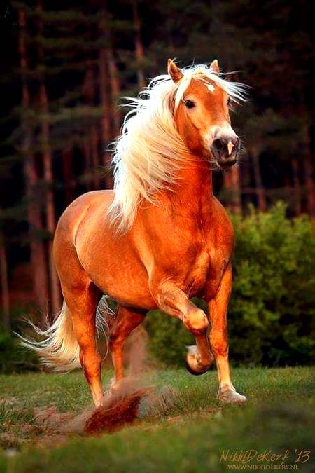 Stunning Horse photography!