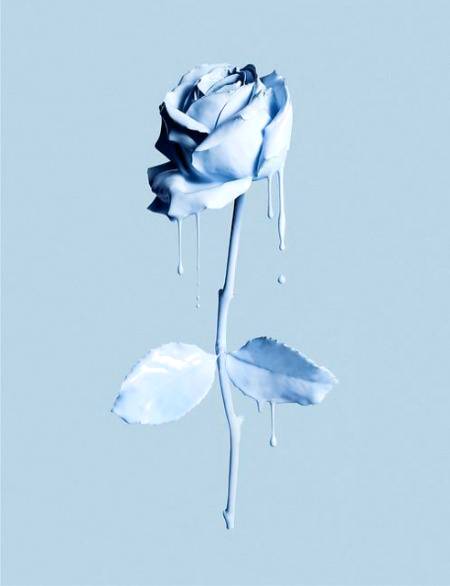 Amazing picture of flower