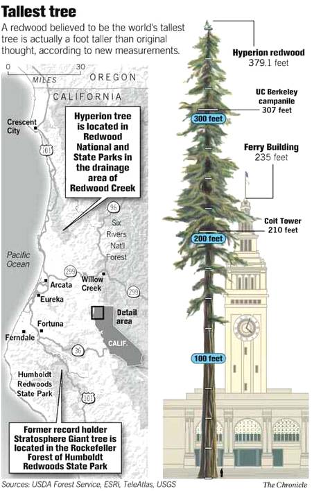 Redwood tree information...