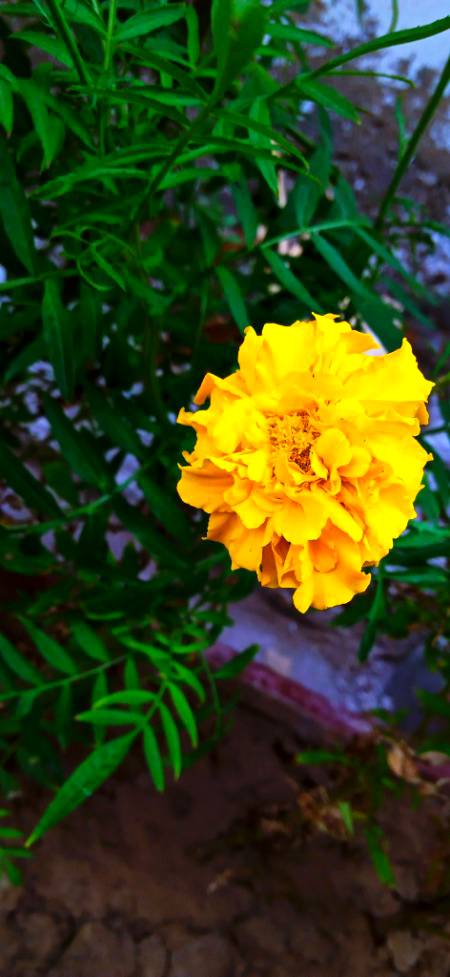 "Nature is pleased with simplicity. And nature is no dummy."❤️
