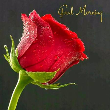 *👈ڈھال*

*رسول اللہ صلی اللہ علیہ وآلہ وسلم کو یہ فرماتے ہوئے سنا تھا کہ جہنم سے بچنے کے لیے روزہ ایسی ہی ڈھال ہے، جیسے لڑائی میں آدمی ڈھال استعمال کرتا ہے۔* 

*📘 مسند احمد، 3644*