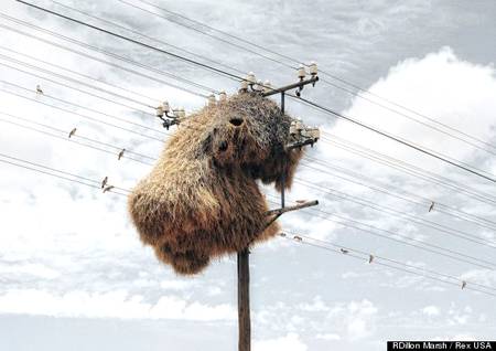 One of the world's largest nests of the birds on electricity tower