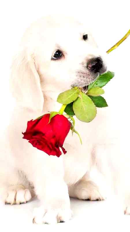 This is for you dear...