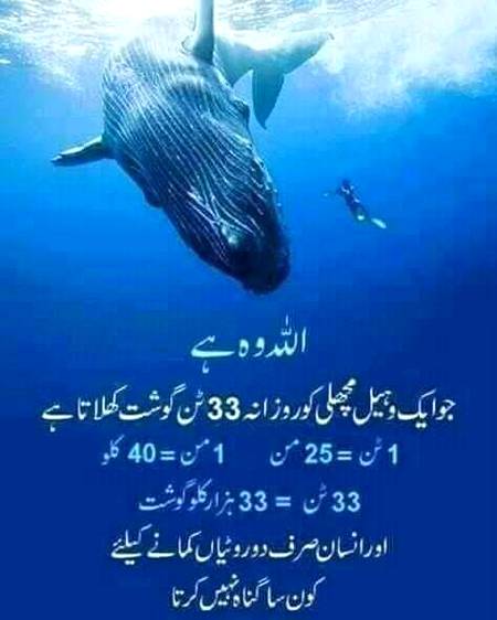 🌹🌹🌹صلی اللہ علی حبیبہ محمد نور من نوراللہ وعلی آلہ واہل بیتہ وعترتہ وازواجہ وصحبہ وجدہ وذریتہ و کل امتہ وبارک وسلم کثیراً کثیرا و دائماً ابدا 🌹🌹🌹