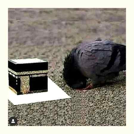 Chalo Aao karte Hai Tauba k Sajde... Bahuth Tishnagi Se Tawajjoh k Sajde... Maseeha k Aage Madawa k Sajde... Nidamat Se Sargham Shikhashtsag Sajde... Raza wale Sajde, Wafa wale Sajde... Amal ki Taraf Rahnuma wale Sajde... Sarapa Adab Iltija wale Sajde... Bahut Ajizi Se Haya wale Sajde... Nigahon k Darpaan Rudaar Sajde... Wo chehre k zohra Chamakdar Sajde... Sarasar Badal De Jo Qirdar Sajde.... K ban jaye jeene ka Atwaar Sajde... Khuzu k Quba Me Yaqeen wale Sajde... Lahad k Maqee Hamnasheen Wale Sajde... Wo shafi ye Mahshar jabeen wale Sajde... Wo sajdon k shaukeen Ghazi kaha Hai.... Zameen puchti hai Namazi kaha Hai