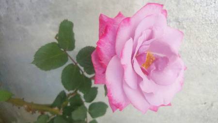 Beautiful flower of my home