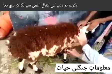 Ab kia kahen esi awam ko jo qurbani mn bhi munafiqat krty🤨🤨🤨