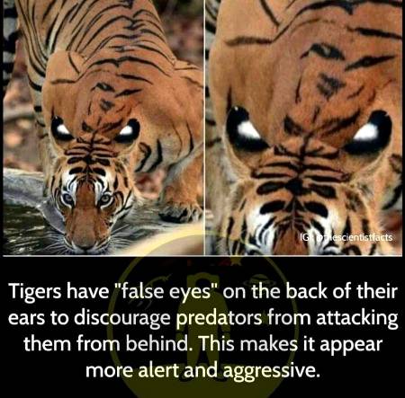 Did you know.. Tiger false eyes