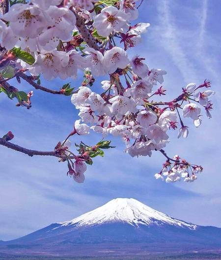 Mt fuji.. And Chery blossom