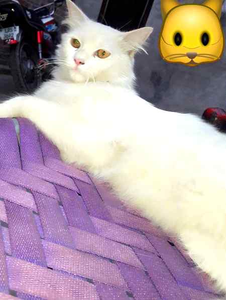 Lovely cat😍
