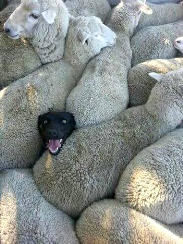 A black dog trapped in some sheep 😀😀😀