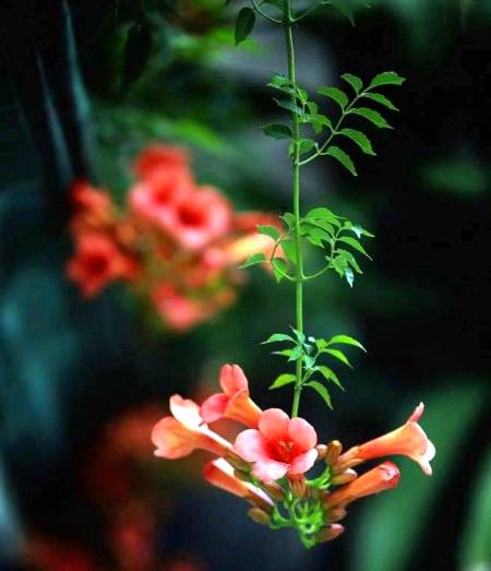 کبھی آنسو کبھی سجدہ کبھی ہاتھوں کا اٹھ جانا.💔۰-• 
خواہشیں ادھوری ہوں تو رب کتنا یاد آتا  ہے .💯🔥