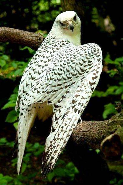 Beauty wild bird