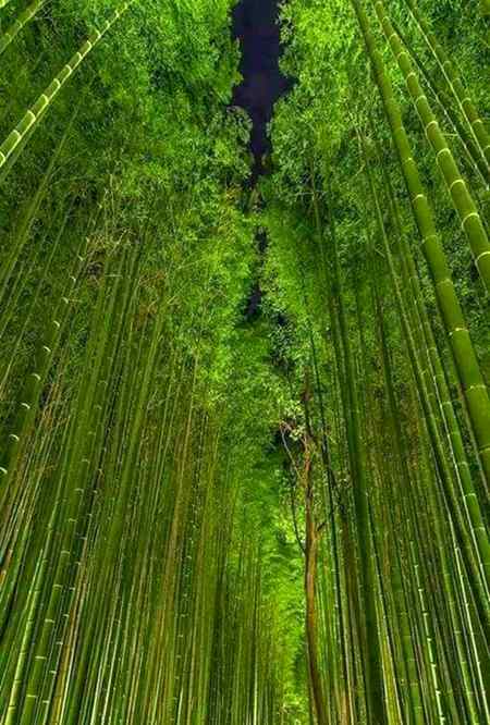 Bamboo.Forest At Night . Japan