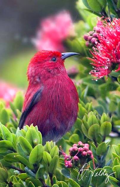Beautiful birds
