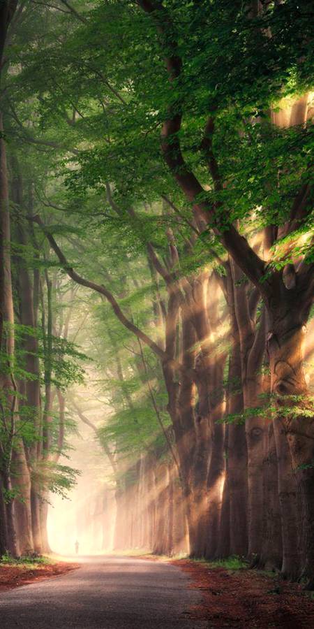 Deep forest