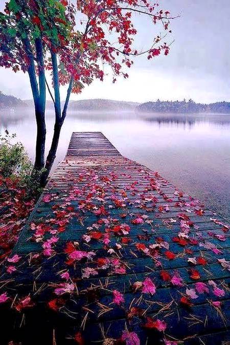 Beautiful dpz
