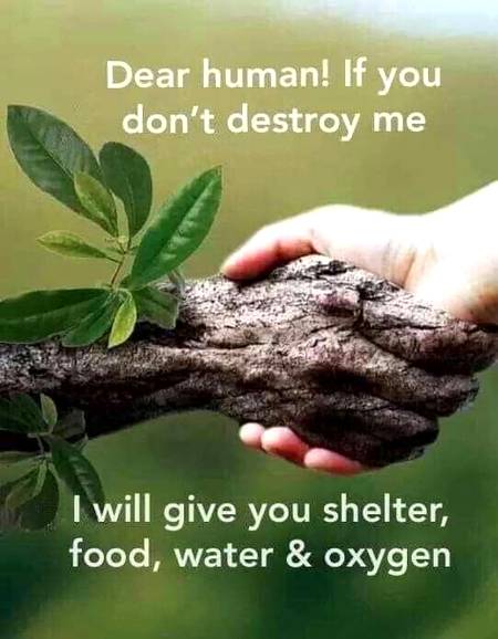 Don't destroy trees