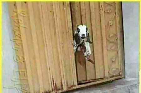 لڑکیوں کو جب پتہ چلے گلی میں گول گپے والا آیا ہے