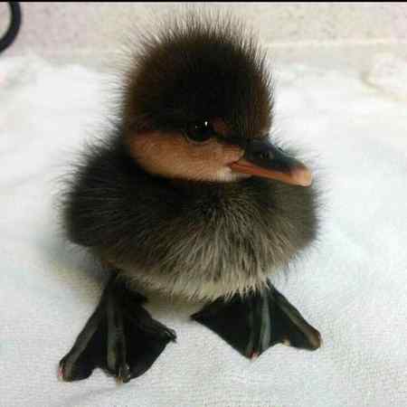 💞😍Awwww lovely baby Duck😍💞