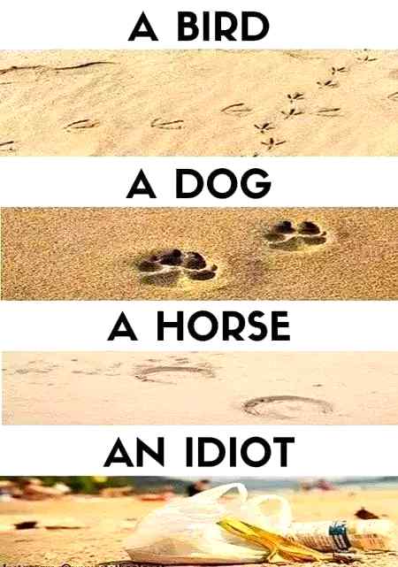 An idiot..