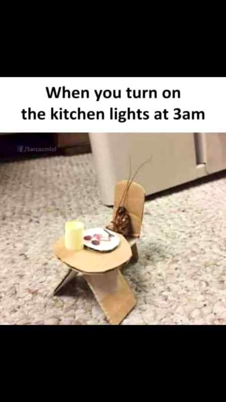 Cockroach...😑