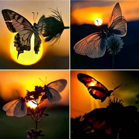 Some rare photography with best timing. ❤️