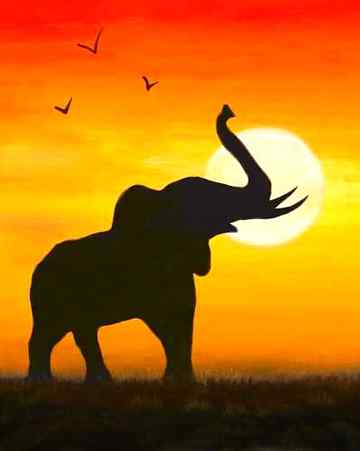 Beautiful photography of wild Elephant 🔥
