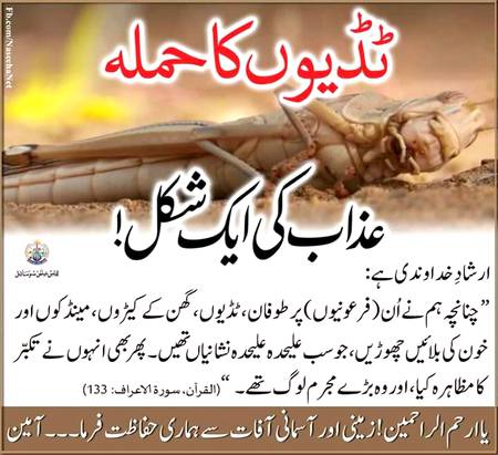 ٹڈیوں کا حملہ عزاب کی ایک شکل