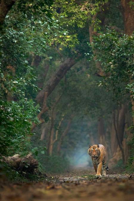 Amazing edited tiger pic..🔥