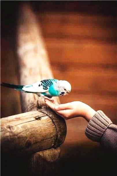🌸🌸There is a reward for kindness  to every Living Being🌸🌸