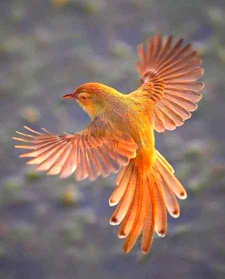 💔ایسے پرندے کو قید کرنے کا مجھے شوق نہیں💔 
💔جو میرے دِل کے پنجرے میں آکر بھی اُڑنے کا شوق رکھتا ہو💔