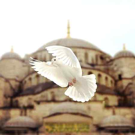 چراغِ آخرِ شب ! جاگتا کبوتر ہوں 
مزارِ عشق پہ بیٹھا ہوا کبوتر ہوں 

وہ ڈر گئی تھی اچانک ہی پھڑپھڑاہٹ سے 
کہا کہ کون ہے؟ میں نے کہا کبوتر ہوں 

میں خط رساں تھا کبھی، عشق ہو گیا مجھ کو 
میں اس قبیلے کا پہلا بُرا کبوتر ہوں 

اُسی منڈیر پہ بیٹھا ہوں جب بھی لوٹا ہوں 
اسی کے طاق میں جل کر بُجھا کبوتر ہوں 

میں جانتا ہی نہیں آسماں کی وسعت کو 
میں اُس کے ہاتھ کا سیکھا سُدھا کبوتر ہوں 

حسین ع کا میں عزادار ہوں ،حسینی ہوں 
اسی کے غم پہ میں روتا ہوا کبوتر ہوں