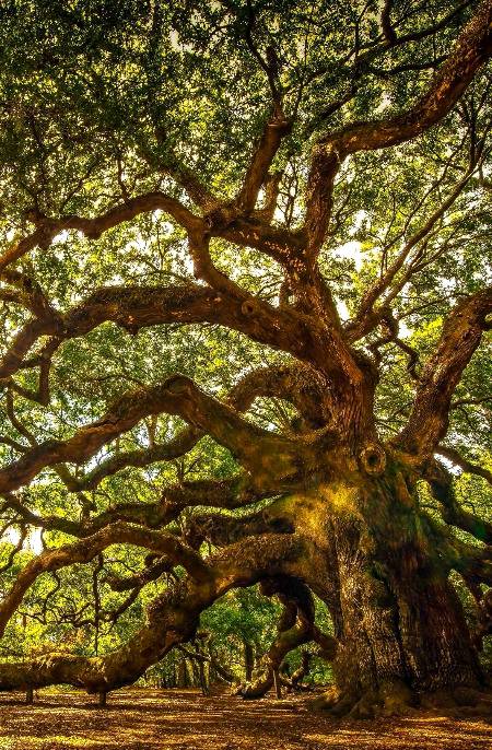 A beautiful oak tree that's divided into branching and rebranching spread like a net..