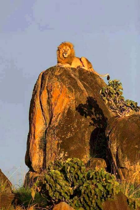 Stunning wildlife photography!🦁