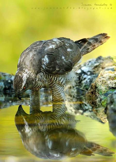 Beautiful bird 🔥 see reflection in water 🔥
