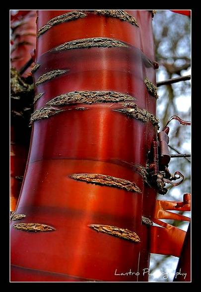This is a tibetan cheery tree(prunus serrula tibetica). The beautiful bark looks like plastic all shiny and smooth with bands of colors.