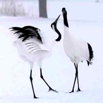 Sending by fareed ahmed shaikh