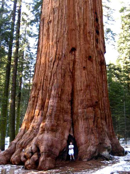 Beautiful tallest redwood tree..🔥