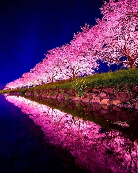 Sakura in Japan 😍😍