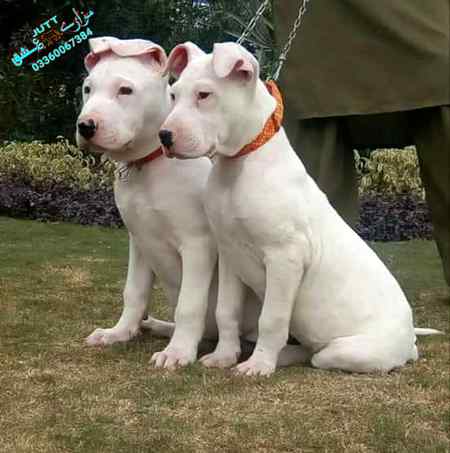 جس کو وفا کی ضرورت ہو مجھ سے ملے;;

میں نے اچھی نسل کے 🐕کتے پال رکھے ہیں;;🔥