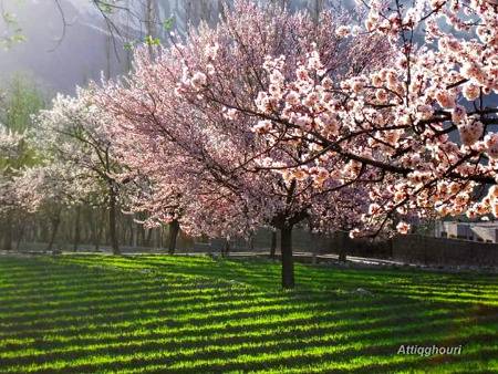 Cherry Blossom,,,GB Pakistan Mera Pakistan😍