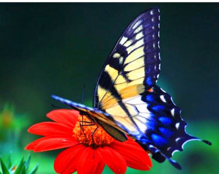 How beautifull .n1