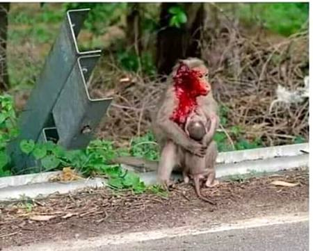 گاڑی دھیرے دیکھ کر چلائیے صاحب.....!
ان کے لیے ایمبولینس نہیں آتی😥😥