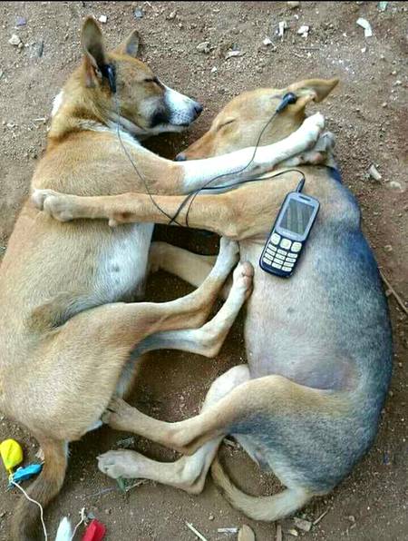Two Dogs Listening Music